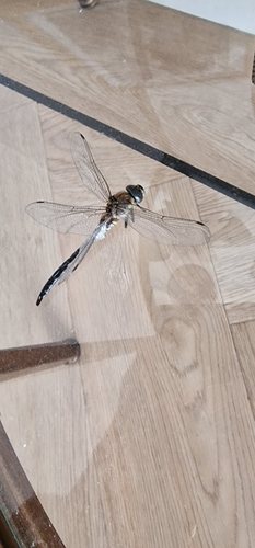 Migrant Hawker photo 5