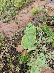 Kalanchoe thyrsiflora
