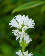 Campanula cervicaria