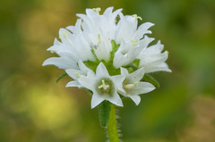 Campanula cervicaria