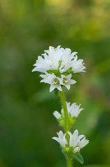 Campanula cervicaria