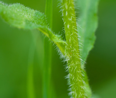Campanula cervicaria