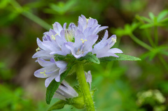 Campanula cervicaria