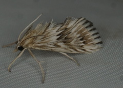 Cynaeda dentalis