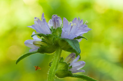 Campanula cervicaria