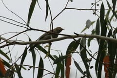 Melithreptus brevirostris
