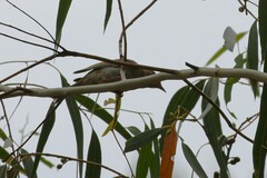 Melithreptus brevirostris