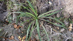 Tragopogon orientalis