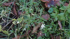 Stellaria graminea