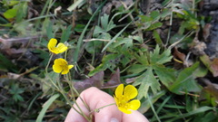 Ranunculus polyanthemos