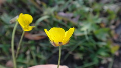 Ranunculus polyanthemos