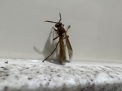 Apoica