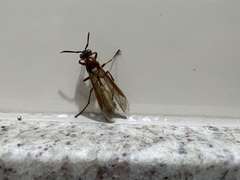 Apoica