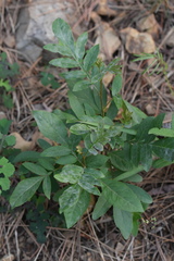 Pterocarya stenoptera