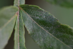 Phyllactinia juglandis