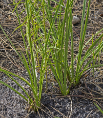 Eryngium yuccifolium