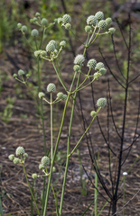 Eryngium yuccifolium