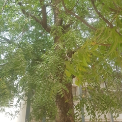 Azadirachta indica image