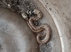 Oligodon taeniolatus