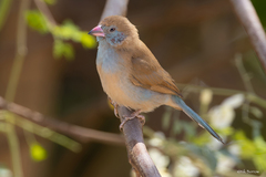 Uraeginthus bengalus