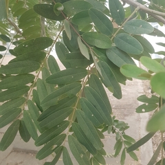 Senna siamea