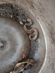 Oligodon taeniolatus