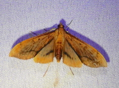Anarmodia