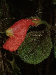 Pachycaulos nummularia