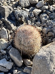 Escobaria chlorantha