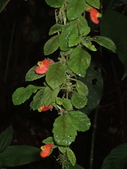 Pachycaulos nummularia