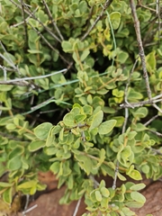 Vangueria parvifolia