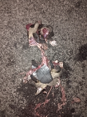 Melanochelys trijuga