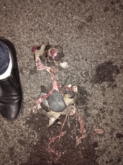 Melanochelys trijuga