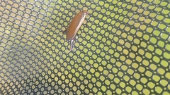 Cybister tripunctatus