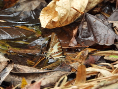 Graphium aristeus