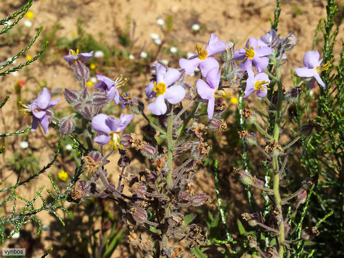Chaenostoma caeruleum (Chaenostoma caeruleum)