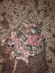 Melanochelys trijuga