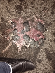 Melanochelys trijuga