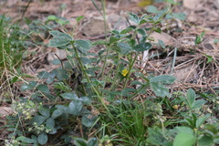 Potentilla fragarioides