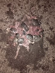 Melanochelys trijuga