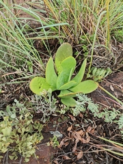 Kalanchoe thyrsiflora
