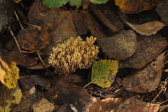 Phaeoclavulina echinovirens