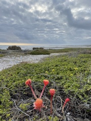 Haemanthus coccineus