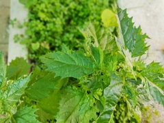 Urtica pilulifera