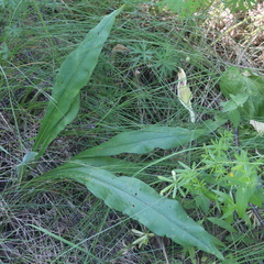 Pulmonaria angustifolia