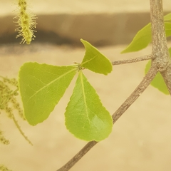 Terminalia mantaly