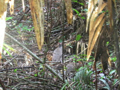 Thylogale stigmatica