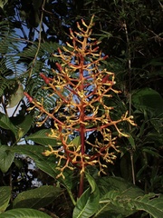 Palicourea sodiroi