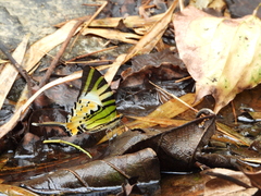 Graphium antiphates