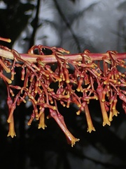 Palicourea sodiroi